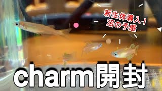 【Aquarium】メイン水槽へ新生体導入！charm購入品を開封します！【アクアリウム】