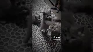 #bshkitten #kucing #kucinglucu #forsale