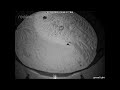 Ghost Crab escape response behavior Fight 4