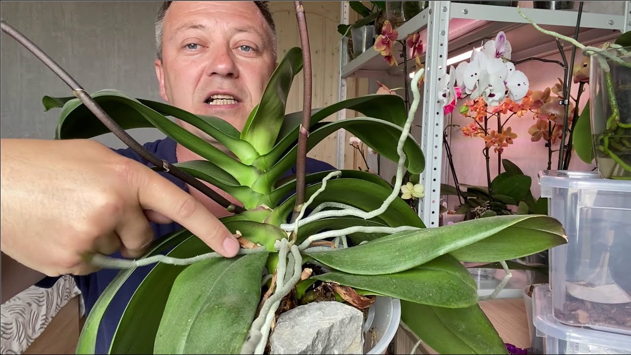 Почему сохнет стебель орхидеи