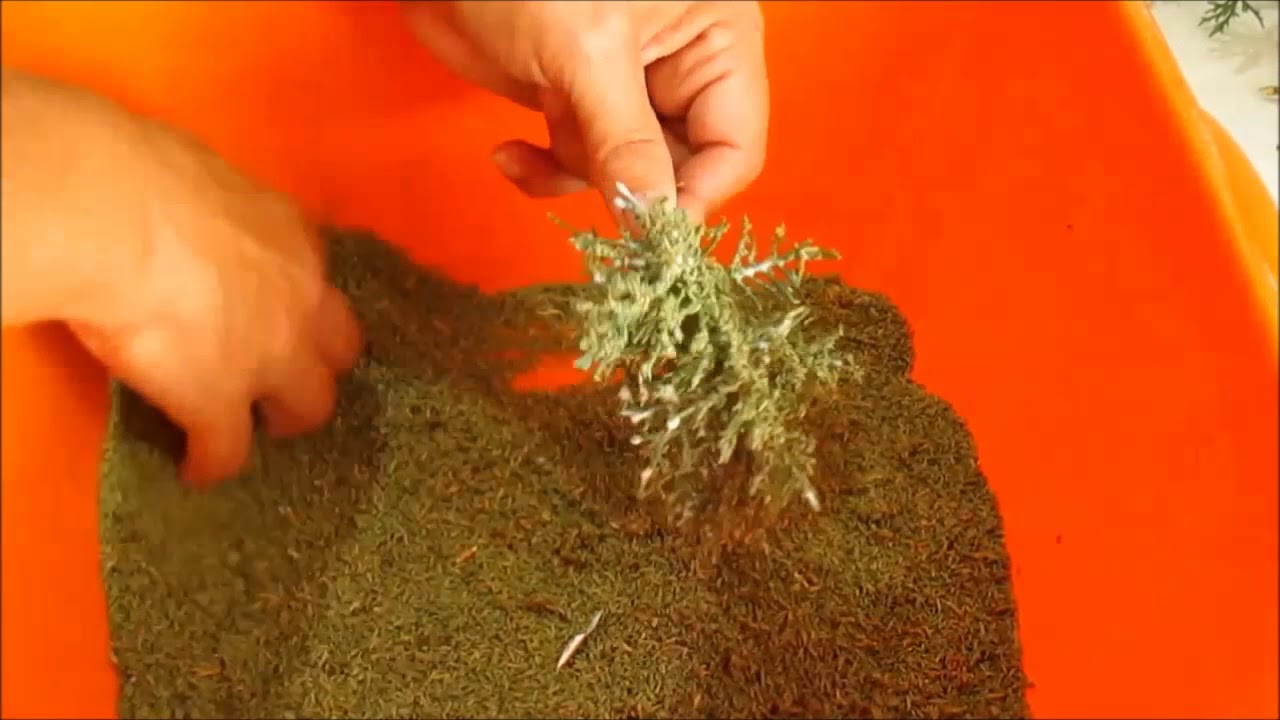 COME FARE UN ALBERO DI ULIVO USANDO IL CIPRESSO: I RAMI  Tutorial1/2