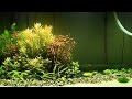 Optimizing Plant Growth: Insights from My 80 Gallon Planted Tank Update Series