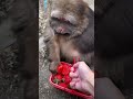 Обезьянка СинСин Часть 4 хочуфакты животные книгаживотных факты Animals интересныефакты юмор Обезьянка СинСин Часть 4 хочуфакты животные книгаживотных факты Animals интересныефакты юмор
