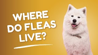 Where Do Fleas Live and How Does My Dog Get Them? | Ask a Vet How Long Do Fleas Live Ask A Pet Vet