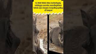 Fakta Unik Tentang Babi #shorts