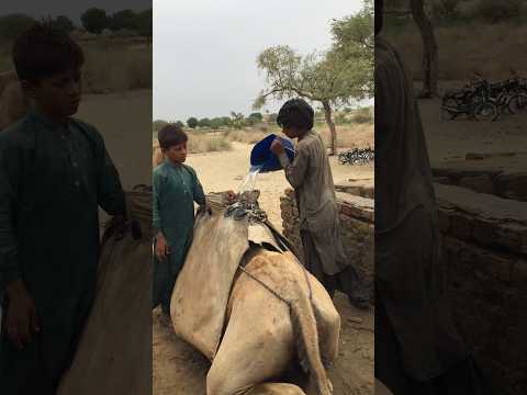 صبي صغير يسحب الماء من بئر ويملأ إبريق ا من الماء لجماله