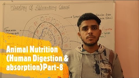 Histology of alimentary canal|Target #mducee2023 | lecture-62 #mducee2022 #mducee  #mdu