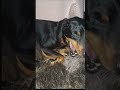 Se você achou fofo deixa um Like #rumo10k #cachorro