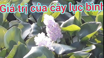 Giá trị của cây lục bình, xưa và nay. Bài thuốc dân gian trị ho, ổn định huyết áp từ cây lục bình.