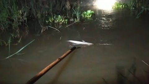 Đi Kích Cá Ban Đêm Dính Lươn Với Cá Lóc Lóc Rất Ngon@