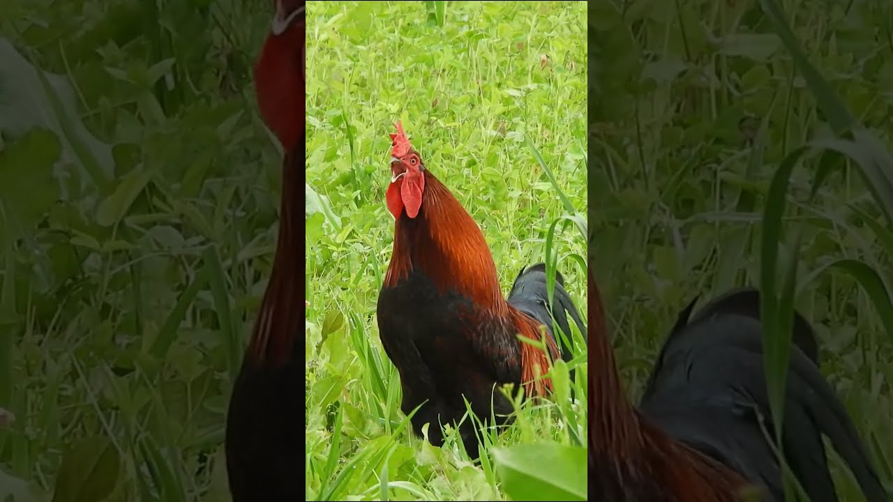 Rooster Crowing Compilation Animalsounds