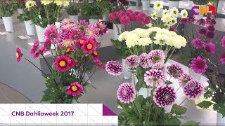 CNB Dahliaweken komen eraan!