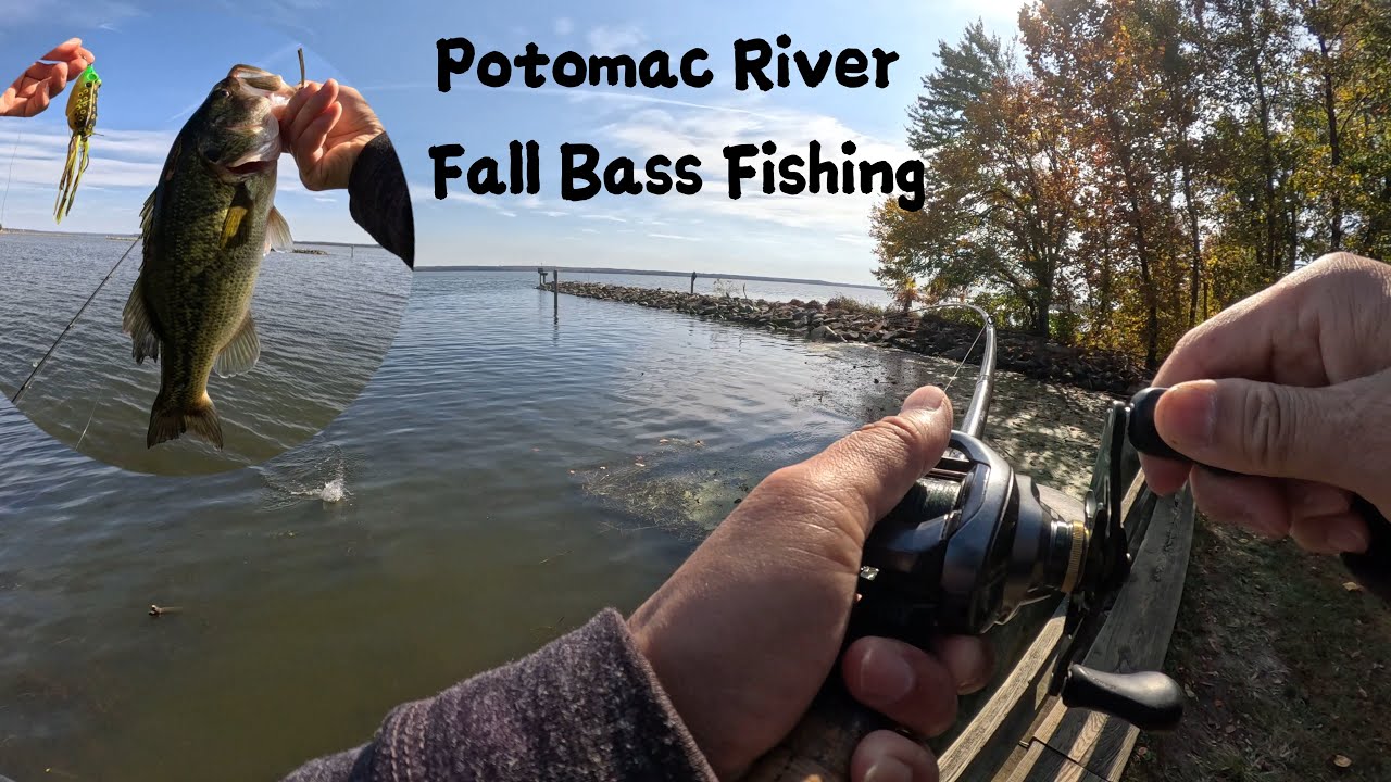 Potomac River Fall Bass Fishing | Bank Fishing