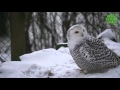Winter im Weltvogelpark