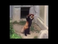 Red panda encounters stone