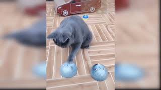 Smart Cat | Puzzle game with kitty 🐈 | itx qaimi screenshot 1