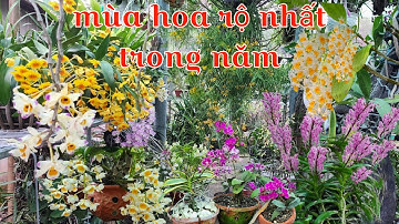 Mùa chờ đợi nhất của người trồng lan, nhiều loại lan rừng tưng bừng khoe sắc tháng 4