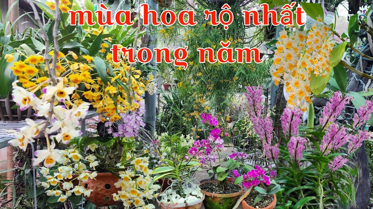 Mùa chờ đợi nhất của người trồng lan, nhiều loại lan rừng tưng bừng khoe sắc tháng 4