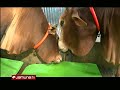 ঈদ ঘিরে ব্যস্ততা বেড়েছে খামারগুলোতে; থাকছে ভাগে কুরবানীর সুবিধাও | Eid Ul Adha | Jamuna TV