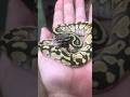 This baby ball python is chill #ballpython #ballpythonbabies #ballpythonbreeder #royalpython