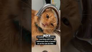 Life with a cat #cat #shorts #pet