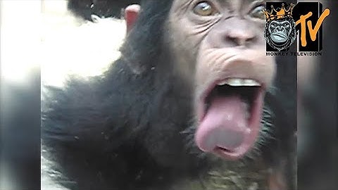 Strangers With Guns feat Mik Pyro - Monkey King [Music Video]