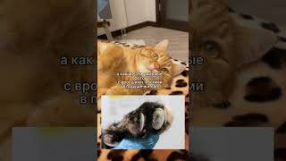 Надо Стричь Когти Кошкам Или Нет? #Shorts #Коты