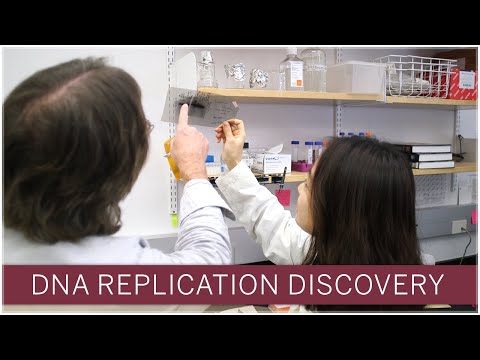 FSU researchers unravel mystery of how, when DNA replicates