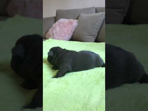 TomKingsKennel Theo camera iphone 8 plus apk