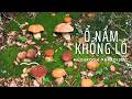 Hái Nấm Rừng Sau Mưa 🍄 Phát Hiện Ổ Nấm Gan Bò Ruby Và Nhiều Loại Nấm Lạ #háinấm #mushroom