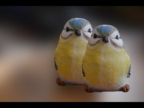 Do Birds Eat Rice Feeding You Do Birds Eat Rice Feeding
