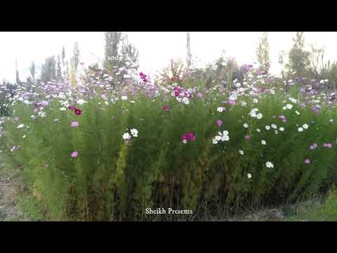 #Flowers#and#Fruits Nursery Hashupi Shigar Baltistan