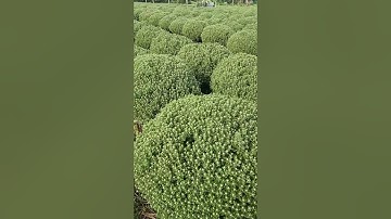 Hoa Cúc Mâm Xôi 5 cơi nha Anh, Chị (Đt 0903.887113)