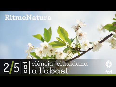 Vídeo: Quin és l'efecte de l'etilè en la maduració de la fruita?