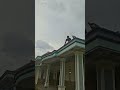 jungle fowl perched on the roof of the house #shortsviral  #nature