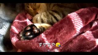 ぬくぬくにゃんこ、きゃっちーさん(^^♪20190101 猫 キジトラ きゃっちーさん cat cute Brown tabby