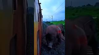 How to Locopilot Save The Cattle 🚅🚅 #train #railvlogger #locopilot #ytshorts
