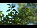Stress Relief Healing Playlist with Calming Classical Ensemble Relaxing Music ✨