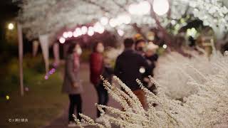 【4K】 #35大府市 桃山公園と石ヶ瀬緑道の桜【風のカメラ 5 minutes photofiller】