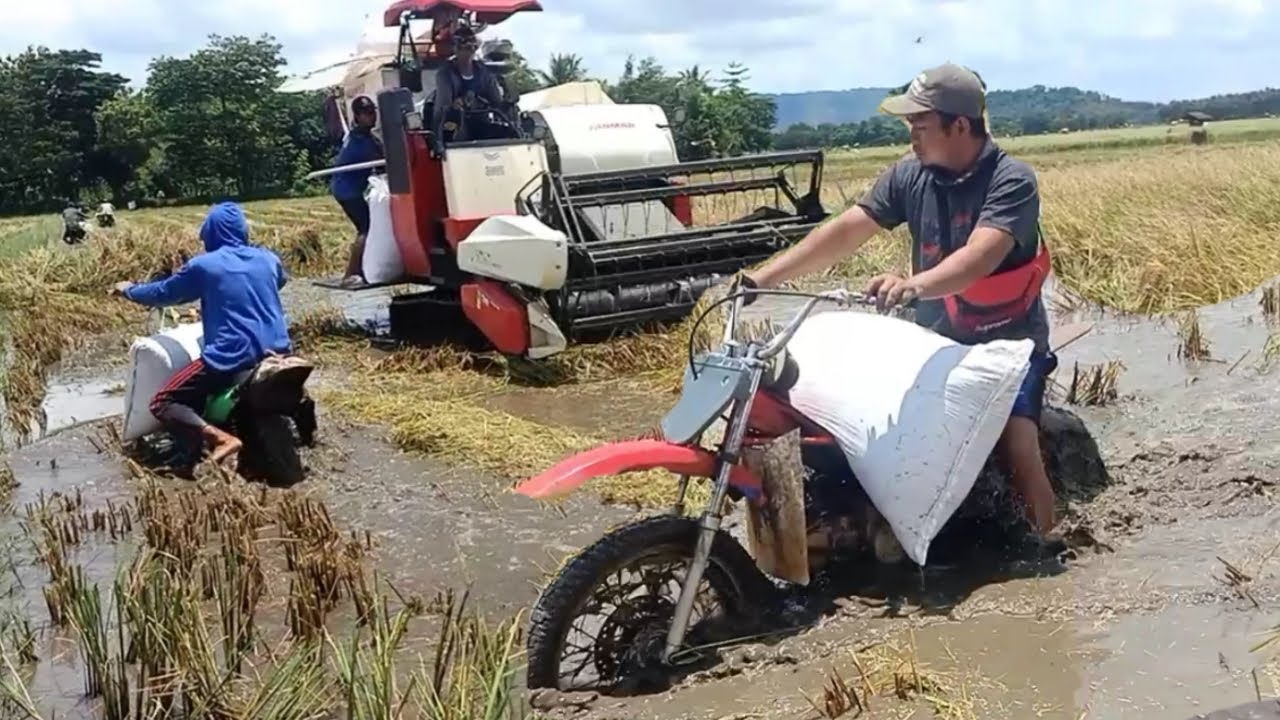 COMBINE DOSER PADI VS OJEK SAWAH