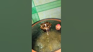 Thumbnail of Cara masak pakai panci presto viral (Labu)
