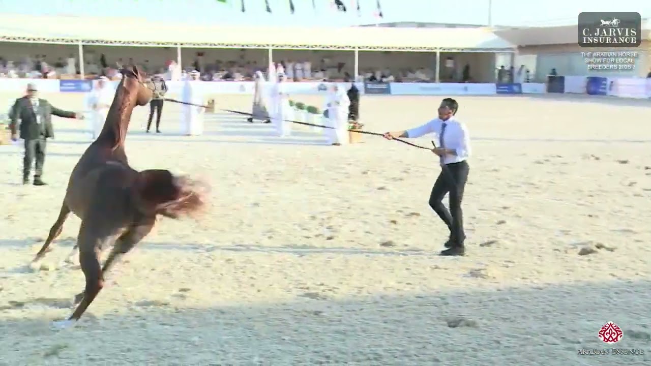 N 274 CONNELL   The Arabian Horse Show For Local Breeders 2025   Colts 3 Years Old Class 8