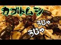 【クワガタ カブトムシ生活】 庭で昆虫採集!? カブトムシ養殖場 【stag beetle】