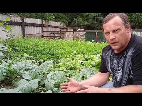 Посоветуйте! У капусты НЕ завязывается КОЧАН. Что делать?