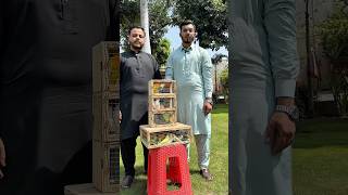 Egg Order For Lovebirds