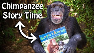 Chimpanzee Story Time | Suryia & Roscoe The True Story of a Unlikely Friendship