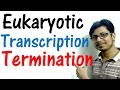 Transcription termination in eukaryotes | Eukaryotic transcription part 2