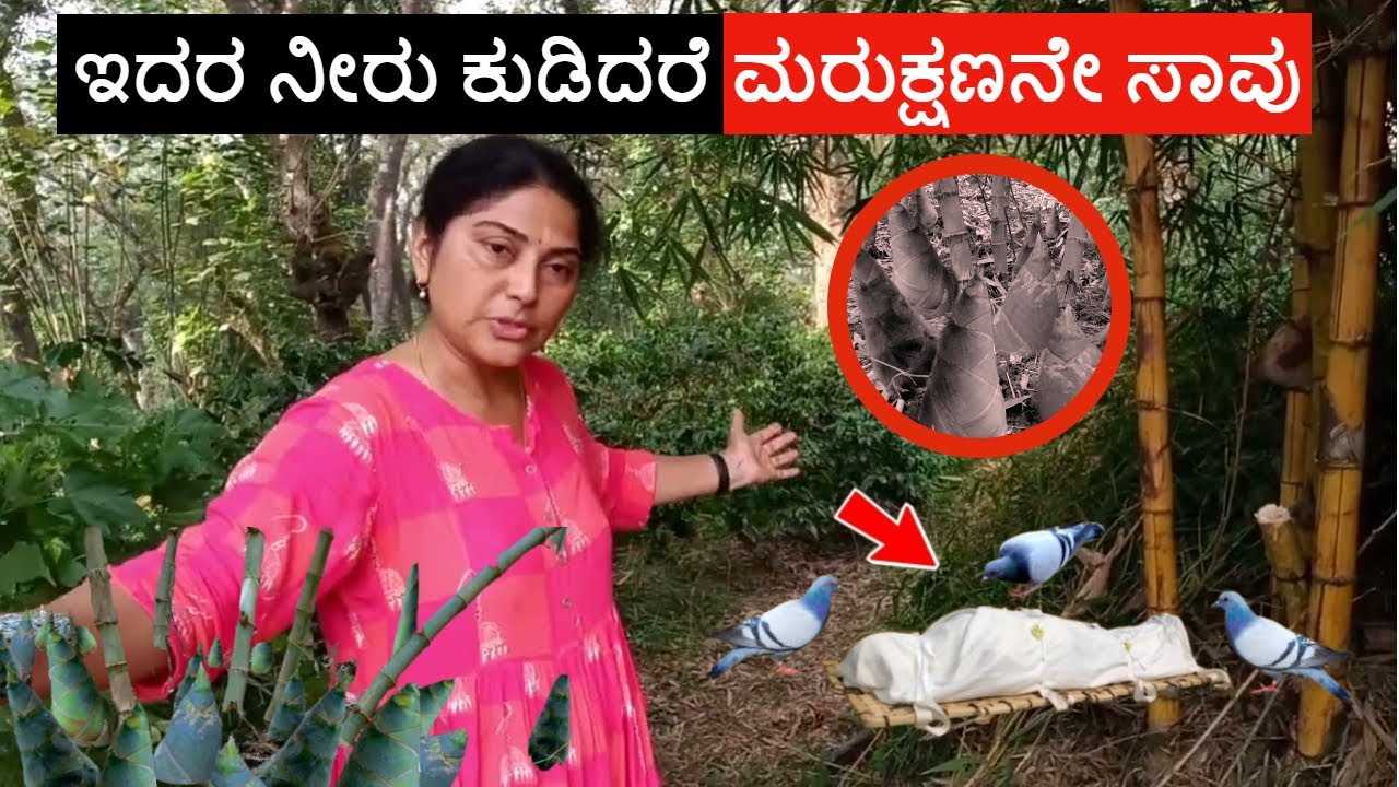 ಇದರ ನೀರು ಕುಡಿದರೆ ಮರುಕ್ಷಣನೇ ಸಾವು Farm Tour How to Grow Bamboo