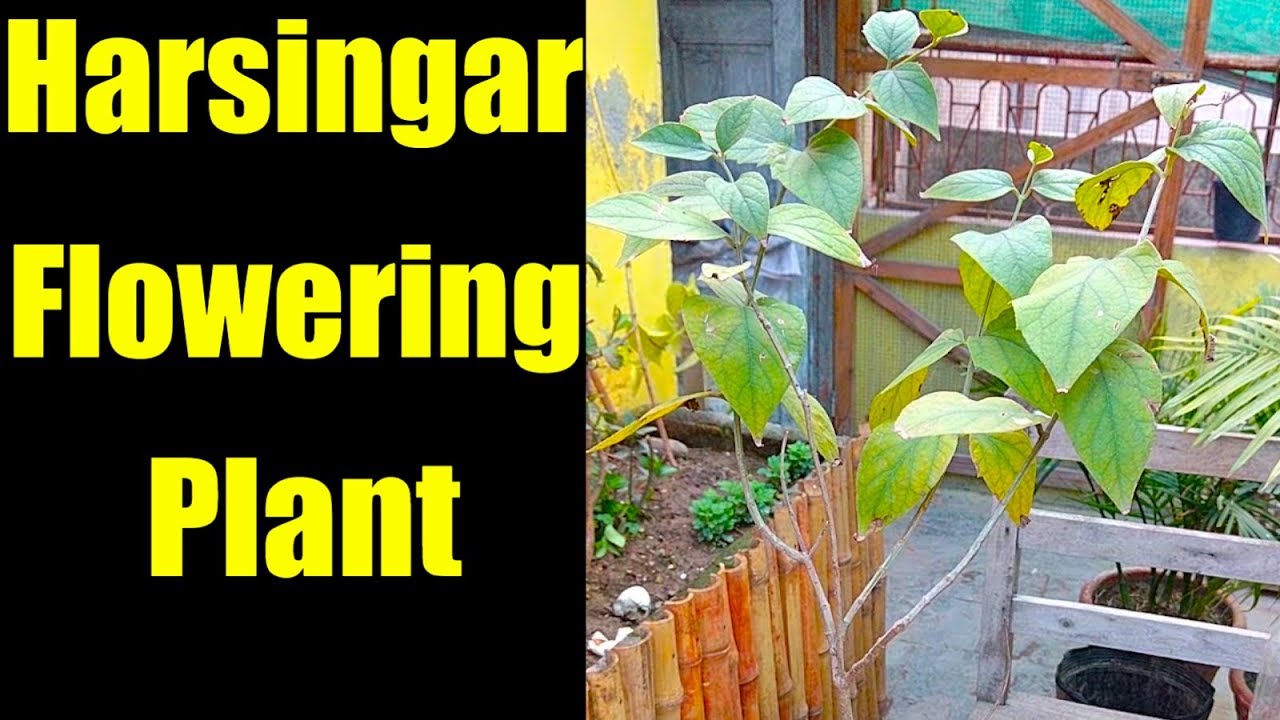Harsingar Ka Plant Bi Mere Garden Main A Gia ( Night Jasmine ) kitchen gardening in uganda
