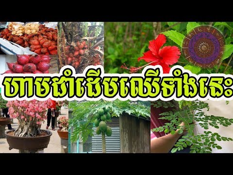 ហាមដាំដើមឈើទាំងនេះនៅជុំវិញផ្ទះ